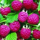Малина ремонтантная Евразия Rubus remontani 'Eurasia'