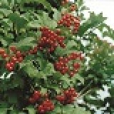 Калина обыкновенная Vibirum opulus