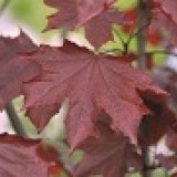 Клен остролистный Acer platanoides 'Royal Red'