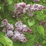Сирень обыкновенная Великая Победа Syringa vulgaris 'Great Victory'