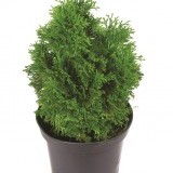 Туя западная Thuja occidentalis 'Mikky'