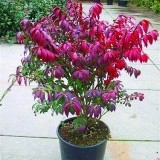 Бересклет крылатый Euonymus alata 'Compactus'