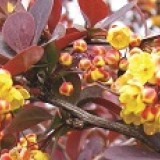 Барбарис оттавский Berberis ottawensis 'Superba'