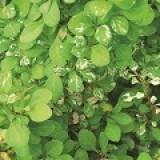 Барбарис Тунберга Berberis thunbergii 'Powwow'