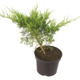 Можжевельник средний Juniperus x pfitzeriana Old Gold
