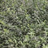 Бересклет Форчуна Euonymus fortunei 'Coloratus'