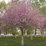 Багрянник европейский Cercis siliquastrum