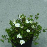 Лапчатка кустарниковая Potentilla fruticosa 'Abbotswood'