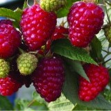Малина ремонтантная  Бриллиантовая Rubus remontani 'Diamond'