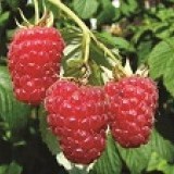 Малина ремонтантная Купчиха Rubus remontani 'Kupchiha'