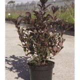 Вейгела цветущая Weigela florida 'Alexandra'