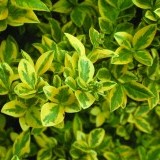 Бирючина овальнолистная Ligustrum ovalifolium 'Aureum'