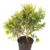 Туя западная Thuja occidentalis 'Europe Gold'