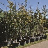 Липа крупнолистная Tilia platyphyllos