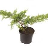 Можжевельник средний Juniperus media Gold Star