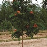 Рябина обыкновенная Sorbus aucuparia