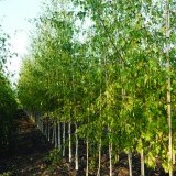 Береза повислая Betula pendula 'Laciniata'